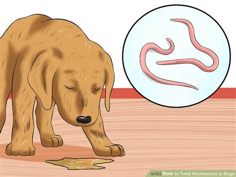 How to Treat Hookworms in Dogs Expert Tips and Advice