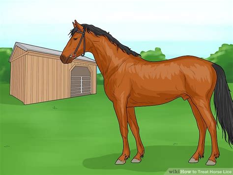 How to Treat Horse Lice: 11 Steps (with Pictures) - wikiHow