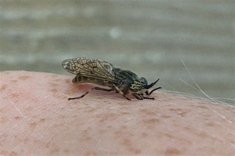 How to Treat Painful Horsefly Bites - Doctors Health Press