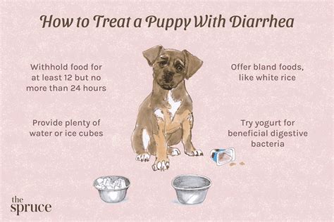 How to Treat Puppy Diarrhea - FAST — Our Pet