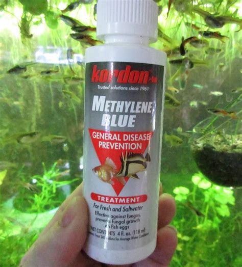 How to Treat an Aquarium With Methylene Blue Pets on …