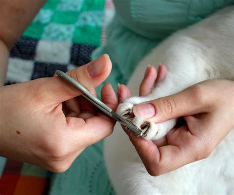 How to Trim Cat Claws Without Hurting Them (Or …