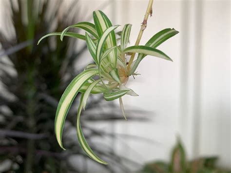 How to Trim a Spider Plant? - My Heart Lives Here