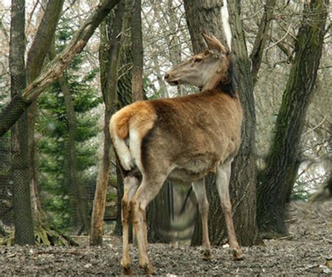 How to Troubleshoot a Cuddeback Techwalla