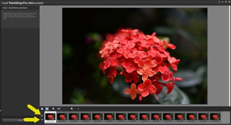 How to Use Focus Stacking - Corel Discovery Center