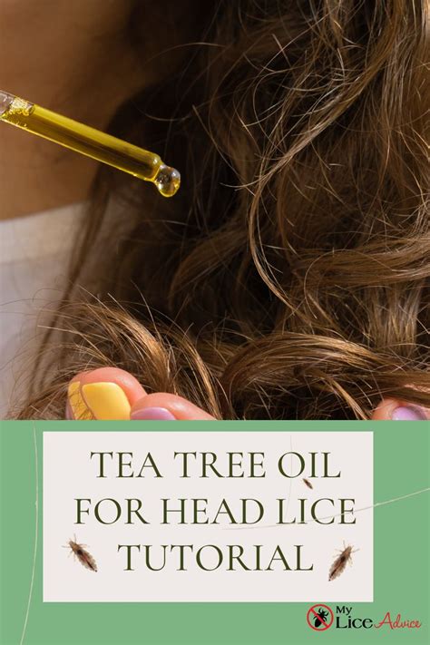 How to Use Tea Tree Oil to Repel Lice Ecostalk