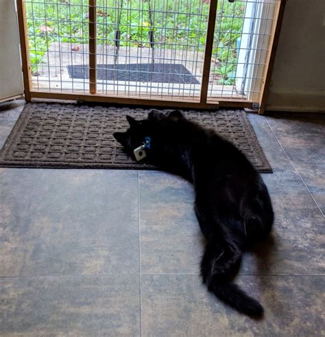 How to Use Tiles to Track Your Escapee Cats (Or Dogs!) - Alexis Chateau