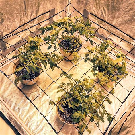 How to Use a Grow Tent Trellis to Maximize Your Plant's Health and Yield