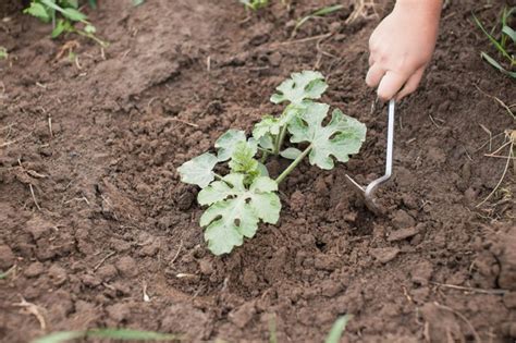 How to Use a Hand Weeder Hunker