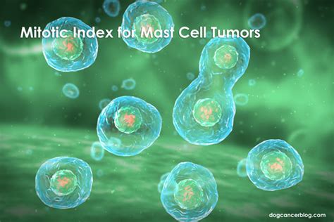 How to Use the Mitotic Index to Make Decisions About Mast Cell …