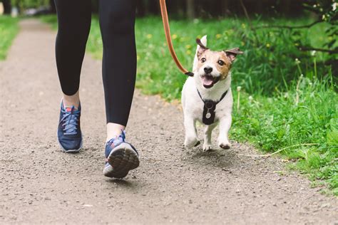 How to Walk With Your Dog