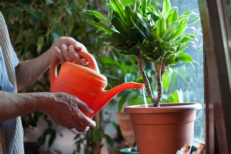 How to Water Plants & Flowers in Pots Proven Winners