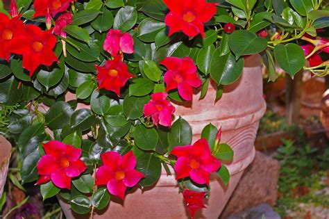 How to Winterize Mandevilla Vine? 4 Free Steps! - Krostrade UK