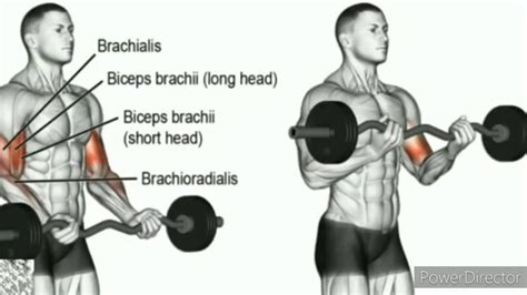 How to Work Out Your Biceps Correctly
