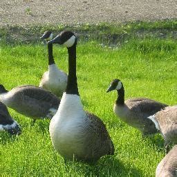 How to approach getting rid of geese from workplace?