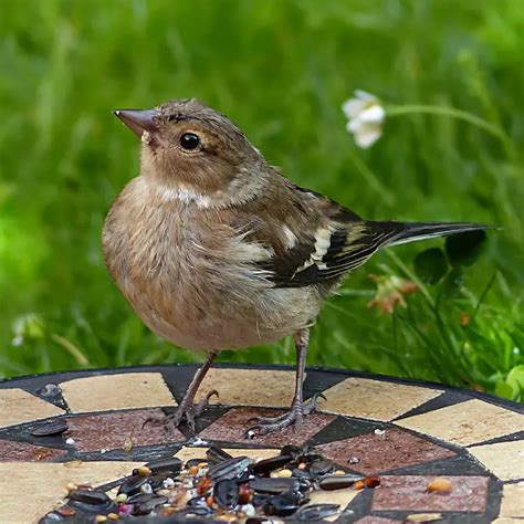 How to attract Chaffinches to your garden - Garden Bird Feeder