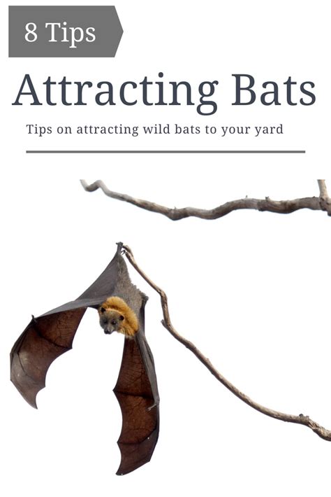 How to attract bats. Things To Know About How to attract bats. 