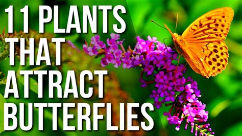 How to attract butterflies. Butterflies' eyesight is very sensitive, they perceive the world in a completely different way from humans. Therefore, plants with bright colors, such … 