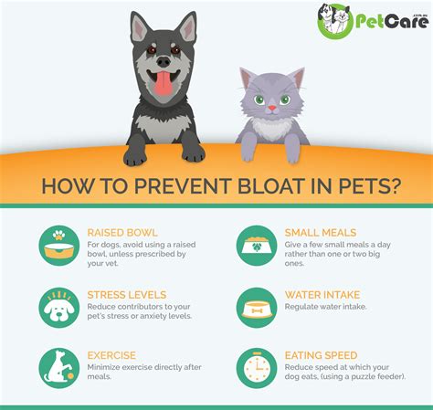 How to avoid bloat in dogs
