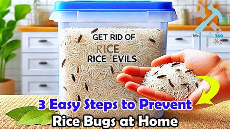 How to avoid bugs in rice
