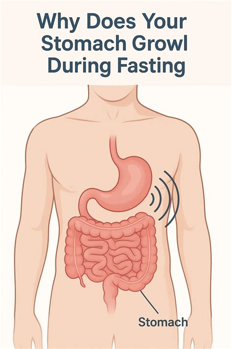 How to avoid stomach growling while fasting.  While fasting can lead to ...