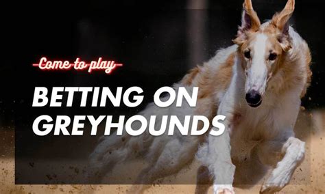 How to bet on greyhounds 1xbet
