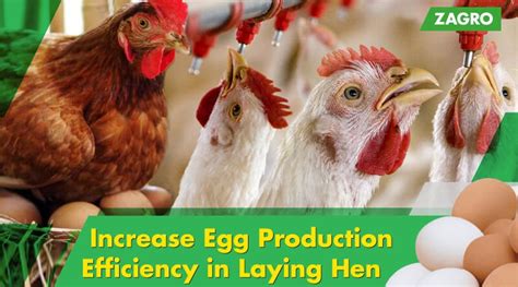 How to boost egg production in layers