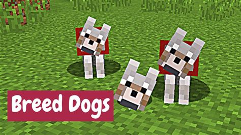 How to breed a dog in minecraft