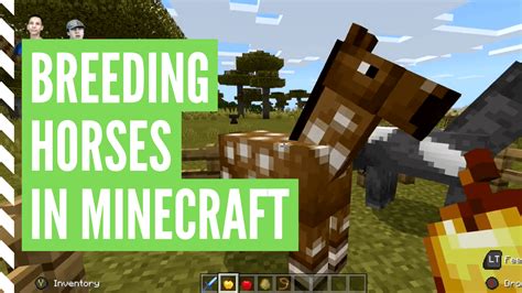 How to breed a horse on minecraft. Welcome to another Bugrock of the week! Today I show you how to get SUPERSPEED horses in Minecraft Bedrock Edition! Theses horses are WAY faster than they sh... 