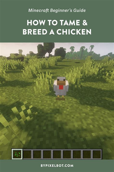 How to breed and tame a chicken in Minecraft 