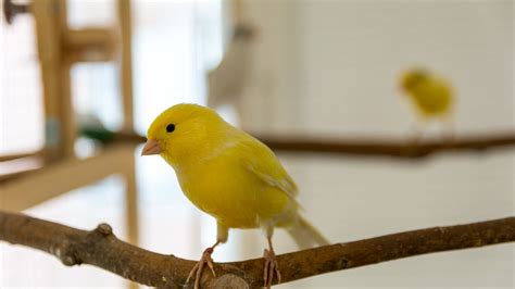 How to breed canaries in an aviary