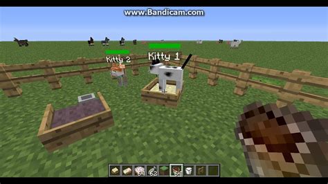 How to breed cats in mo creatures