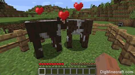How to breed cows on minecraft