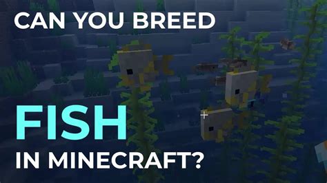 How to breed fish in minecraft
