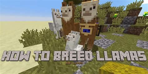 How to breed llamas in minecraft