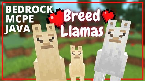 How to breed llamas in minecraft bedrock