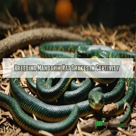 How to breed snakes in captivity