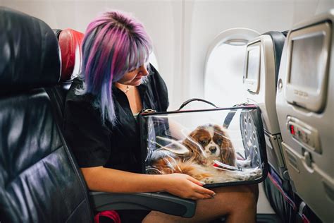 How to bring pet in flight