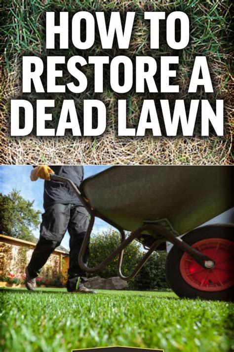 How to bring your lawn back to life in 5 easy steps