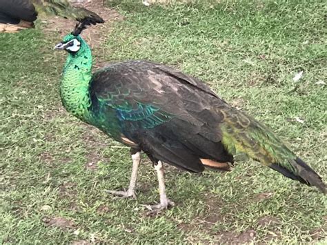 Wild peafowl live in several locations; the bl