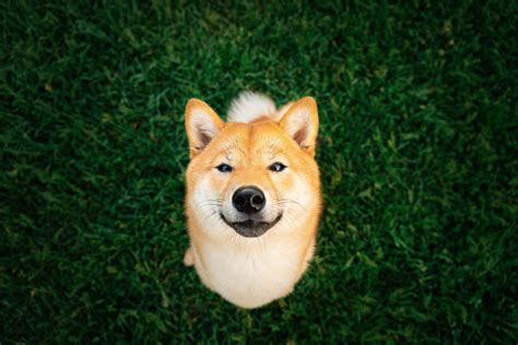 Shiba Inu investors are counting on the launch of a new blockchain pr