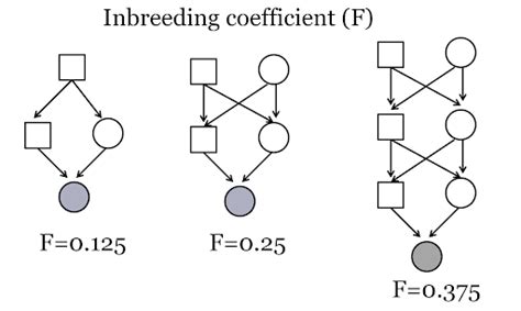 How to calculate inbreeding coefficient.  It is designed to be helpful in performing ...