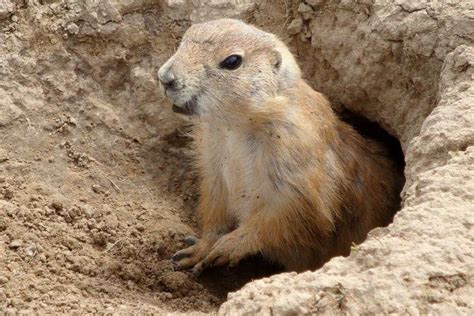 The groundhog is a solitary animal who lives underground in a large, elaborate burrow, called a sette. These underground mazes may be 80 feet long, with several levels and multiple entrances. Most adult …. 