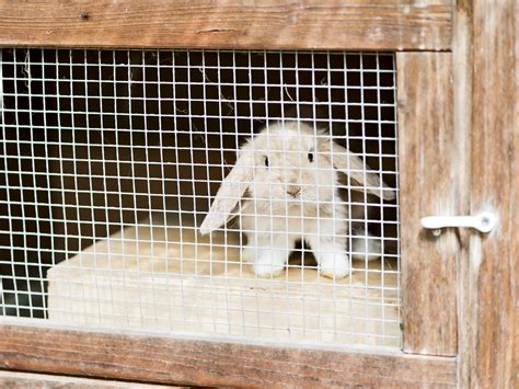 How to calm a scared rabbit? Rabbits and Fireworks Vets Now