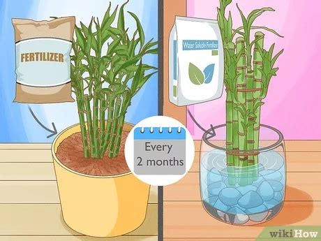 How to care for bamboo in water