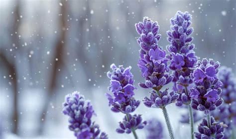 How to care for lavender in spring