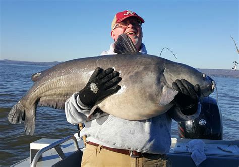 How to catch a catfish. The flathead catfish is Minnesota's largest native catfish. Commercial anglers have reported netting flathead catfish as large as 100 pounds, and as recently as 2017 a flathead catfish in the 70- to 80-pound range was voluntarily released by an angler fishing in the St. Croix River near Stillwater. If you have never fished for flathead catfish ... 