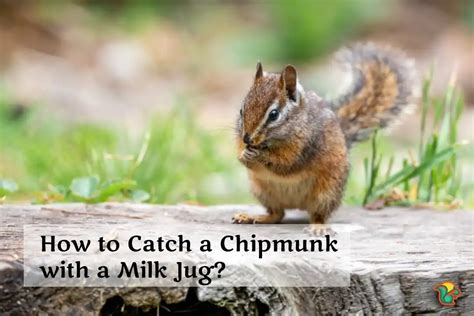 How to catch a chipmunk. Things To Know About How to catch a chipmunk. 