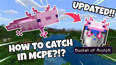 How to catch axolotls in Minecraft pocket edition - YouTube