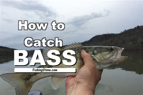 How to catch bass in a dam